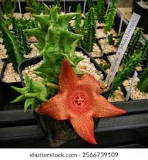 Image result for Duvalia