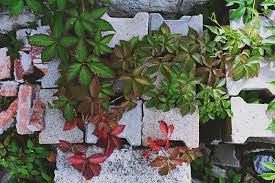 We did not find results for: Evergreen Climbing Plants For Uk Gardens Polytunnel Gardening