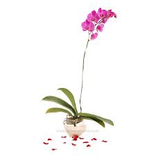 Top picks from plant experts. 15 Best Indoor Plants To Beautify Your House Flower Advisor