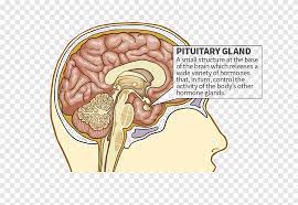 We did not find results for: Kelenjar Pituitari Kelenjar Endokrin Pituitari Anterior Yang Lain Lain Lain Tubuh Manusia Png Pngegg