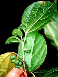 Image result for Asystasia glandulosa