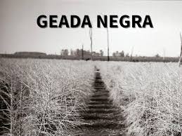 See full list on pt.wikipedia.org Gazeta Do Povo 42 Anos Da Geada Negra Fenomeno Atingiu