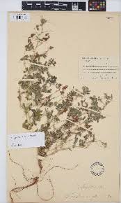 Image result for Indigofera inhambanensis