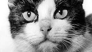 1983 Yilinda Uzaya Giden Ilk Kedi Olarak Tarihe Gecen Astrocat Felicette Listelist Com
