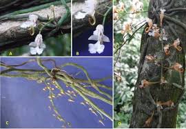 Image result for Tridactyle filifolia