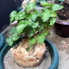 Image result for Cibirhiza