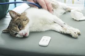 Depending on the severity of your cat's condition this could indicate. Heart Attack In Cats Symptoms Causes Diagnosis Treatment Recovery Management Cost