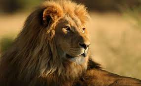 For more about lions clubs, go to www.lionsclubs.org lions clubs international is the world's largest service club organization with more than 1.4 million members in approximately 46,000 clubs in more than 200 countries and geographical areas. Four Lions Test Covid Positive At Spanish Zoo