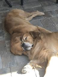 Huseyin Burak Damgaci Adli Kullanicinin Dogs And Their Best Moments Panosundaki Pin Kopek Hayvanlar