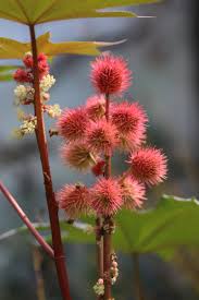 Image result for Ricinus communis