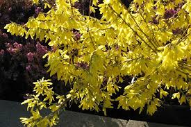 Forsythia Intermedia Gold Tide Is A Dwarf Forsythia Cultivar That Is Noted For Its Compact Spreading Shape Typi Ornamental Plants Garden Projects All Plants
