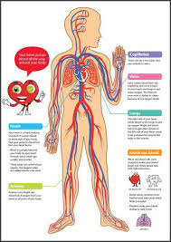 Circulatory System Teaching Materials Resources Circulatory System For Kids Circulatory System Human Circulatory System