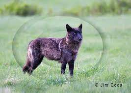 Wolf Yellowstone National Park Jim Coda Nature Photography Yellowstone Wolves Famous Wolves Yellowstone