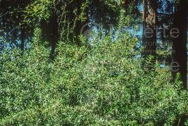 Check spelling or type a new query. Morella Aka Myrica Californica California Bayberry California Wax Myrtle