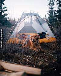 Best Camping Partner 3 3 Geardoctors Camping Photo Nature Travel Camp Fire Forest G Camping Photography Outdoor Camping Camping Experience