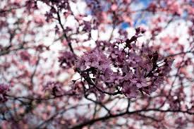 Pink flowers that bloom in february. Flower Almond Tree Nature Spring Flowers Pink Flowering Bloom Blossom Petal Almond Pxfuel