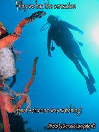 There are no approved quotes yet for this movie. Scuba Diving Funny Quotes Quotesgram