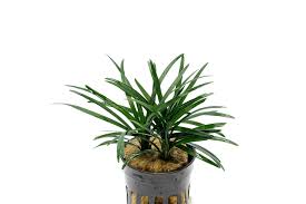 Image result for Ophiopogon