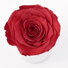 Meine frage wäre, man kanns sich die farbe der rose aussuchen, im bild ist ein rosa/peach farbende rose abgebildet und ich würde gerne wissen welche farbauswahl diese nun wäre, da bei der auswahl zwar eine ähnlichen farbe ist jedoch. Ewige Rose Im Glas Naturlich Und Haltbar 3 Jahre