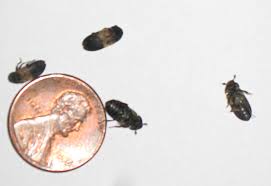 Basement Black Beetle Bug In House Larder Beetles What S That Bug