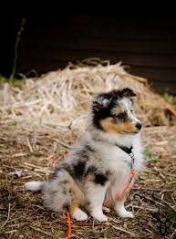 Black And White Sheltie Puppies Australian Cattle Dog Or A Sheltie Puppy Either Way I Demand One At Once Sheltie Puppy Puppies Sheltie