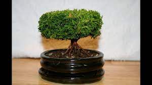Willow bonsai spring 21 collection. Japanese Holly Bonsai Care Youtube