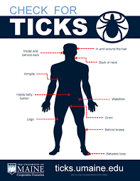 How to check for ticks: Where To Check For Ticks Coolguides