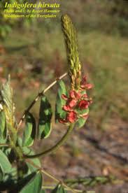 Image result for Indigofera hirsuta
