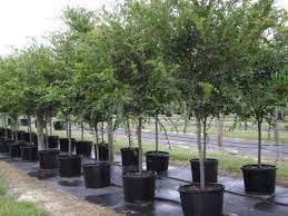 If you want an elm tree, this is an excellent choice, and if you want a chinese elm, then the drake elm is the top pick. Elm Drake Plant Me Green