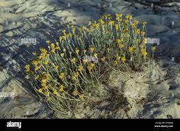 Image result for Pseudognaphalium luteo-album