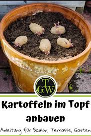 Kartoffeln Im Topf Anbauen Anbauen Kartoffeln Topf V 2020 G Rasteniya