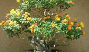 Mau Tau Harga Bonsai Terupdate Cek Disini Beserta Jenisnya Aplikasi Pertanian Media Agribisnis Gdm Agri