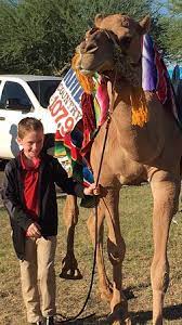 Learn about international calls using your home phone. Zeke With Camel Country Radio Station Picture Of Peoria Central Arizona Tripadvisor
