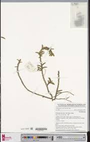 Image result for Tridactyle anthomaniaca