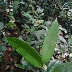 Image result for Parinari excelsa