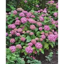 Ina garten's lobster mac and cheese is a fancy take on the classic dish. Hydrangea Mac Bouquet Rose Pflanzen Fur Dich De 16 95