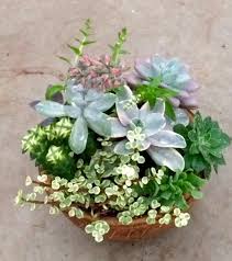 These are modified buds called areoles. Cactus And Succulents R C Floral