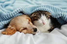What separates us from the rest is our added cover options and our superior service. Pet Insurance Vs Wellness Plan Huntersville Veterinary Lakecross Veterinary Hospital