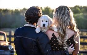 Visits and puppy travel are still available for you to receive a puppy at this time. Home Golden Cellars English Cream Goldens 15 Minutes To Tampa 60 Minutes To Orlando Disney World 60 Minutes To Sarasota 4 Hours To Miami And Fort Lauderdale 3 Hours To Jacksonville