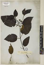 Image result for Blotiella crenata