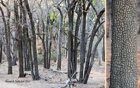 Image result for Spirostachys