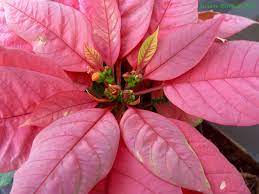 The Last Poinsettia Of Christmas Plant Leaves Christmas Poinsettia