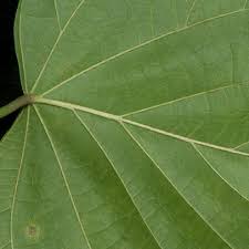 Image result for Caloncoba crepiniana