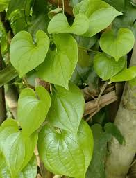 Image result for Dioscorea alata