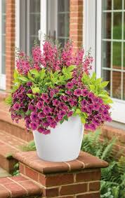 Maybe you would like to learn more about one of these? Pin On Gardens And Flowers