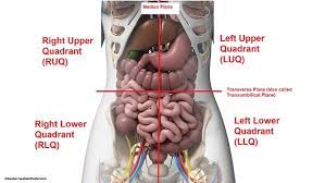The abdominal wall is the wall enclosing the abdominal cavity that holds a bulk of gastrointestinal viscera. Four Abdominal Quadrants And Nine Abdominal Regions Anatomy And Physiology