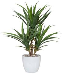 Home Affaire Kunstpflanze Palme Online Kaufen Otto Plants Hallway Designs Design