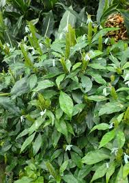 Image result for Ecbolium hastatum