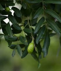 Image result for Xanthocercis zambesiaca