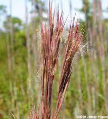 Image result for Andropogon